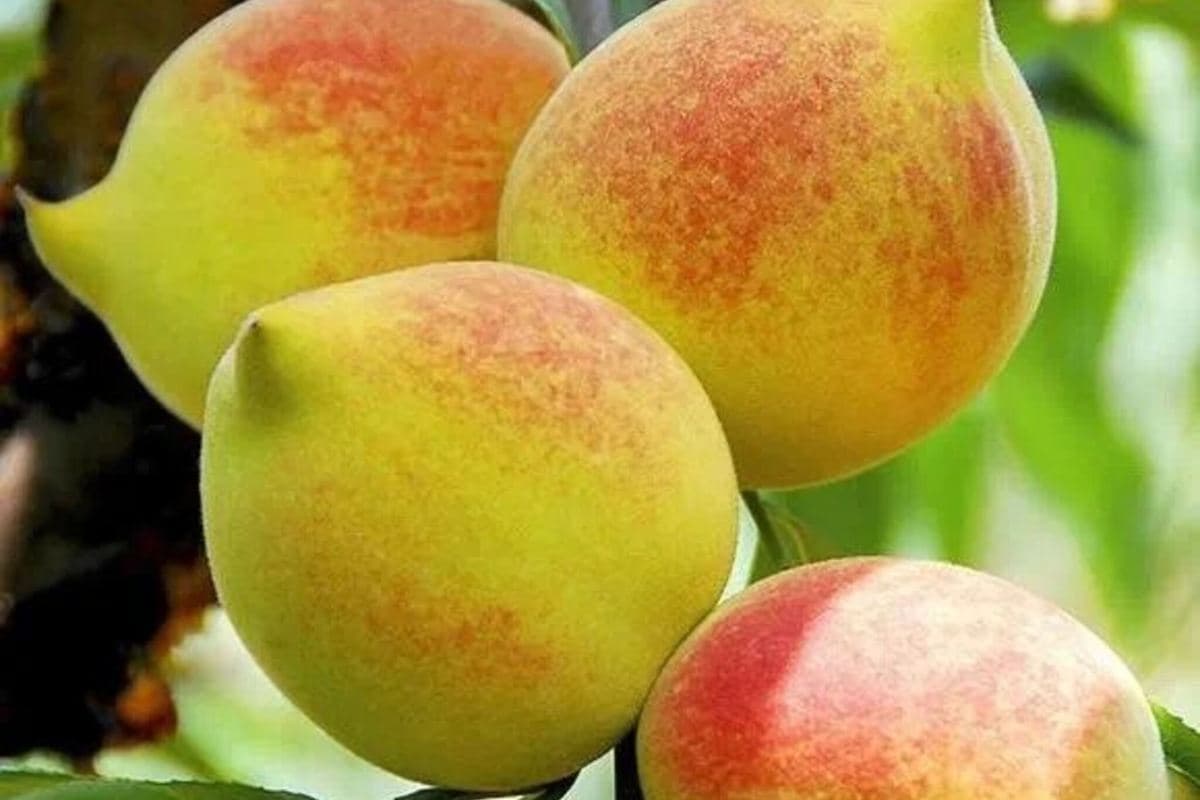 韶關2天團·《低10°生活+時令水果》保證入住紅葉世界風景區內酒店~獨立別墅星空玻璃房(永安旅遊 旅行團)