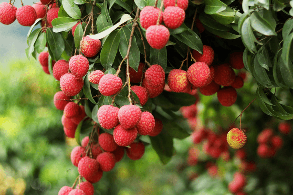 湛江+茂名3天團·《佳果季》任摘任食當季荔枝或龍眼     連續2晚保證入住國際品牌~茂名電白華美達酒店（永安旅遊 旅行團）