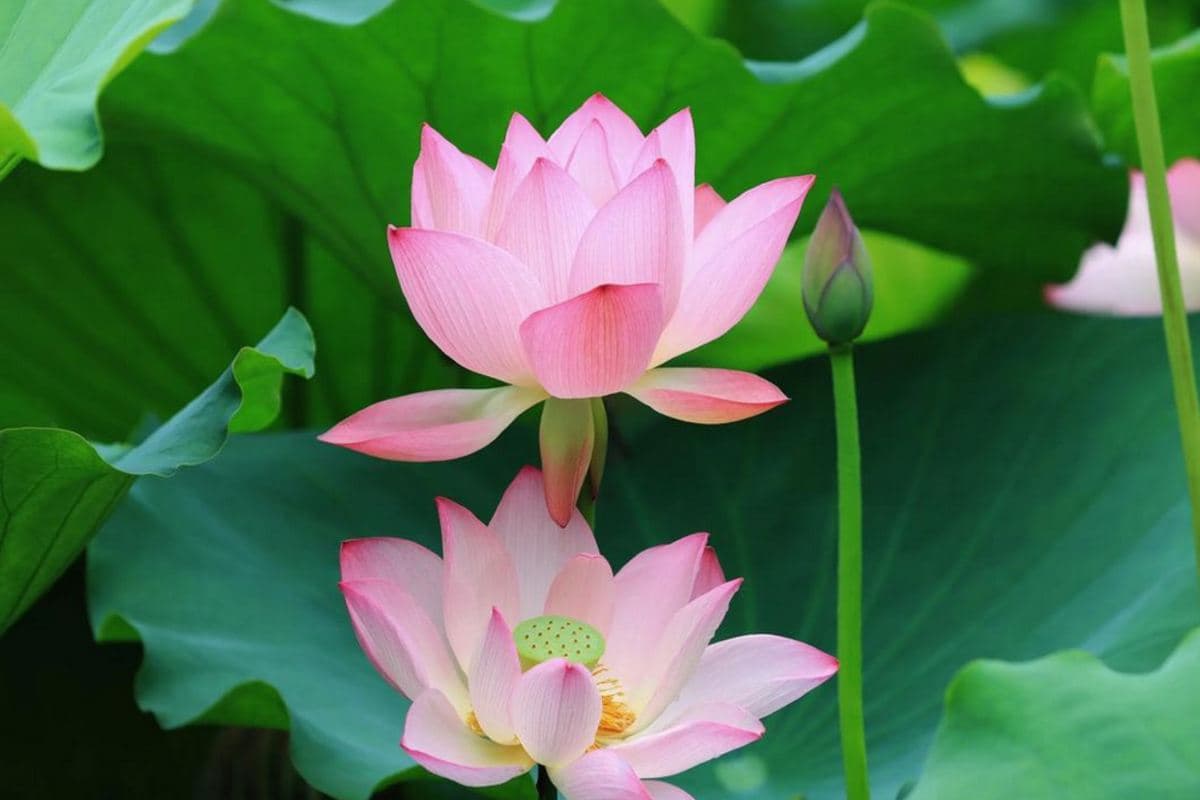 東莞橋頭蓮湖《一年一度賞荷花》暢遊深圳最美古村之一「甘坑客家古鎮」品嚐【招牌紅燒乳鴿宴(每人半隻乳鴿)】【客家土窯雞+秘製三杯鴨宴】純玩一天團(永安旅遊 旅行團)