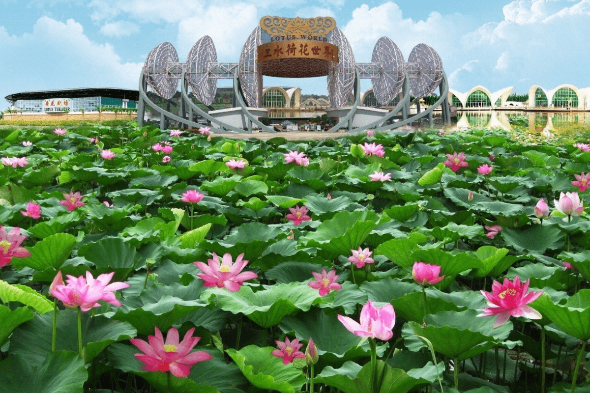 《季節限定.賞荷之旅》三水荷花世界 「二世祖私房菜」享用【高湯大蝦宴】「鼎盛廚房」享用得獎名菜【金桂禦膳錦繡飛鳳宴】保證2晚入住順德新君悅國際酒店 順德美食純玩3天團(永安旅遊 旅行團)