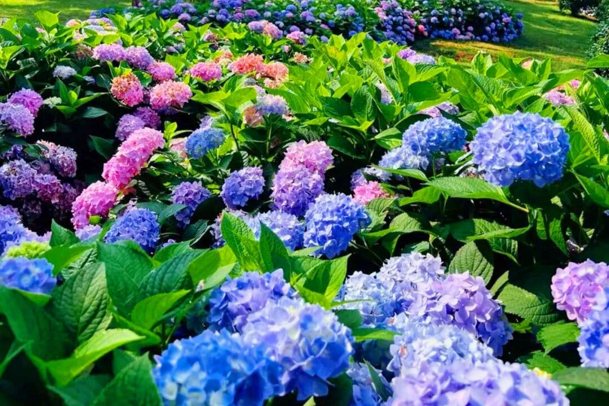 廣州+惠州2天團·《繽紛花海·天適櫻花園繡球花風情季》南崑山竹溪山境温泉酒店 (獨立温泉池露台客房)（永安旅遊 旅行團）