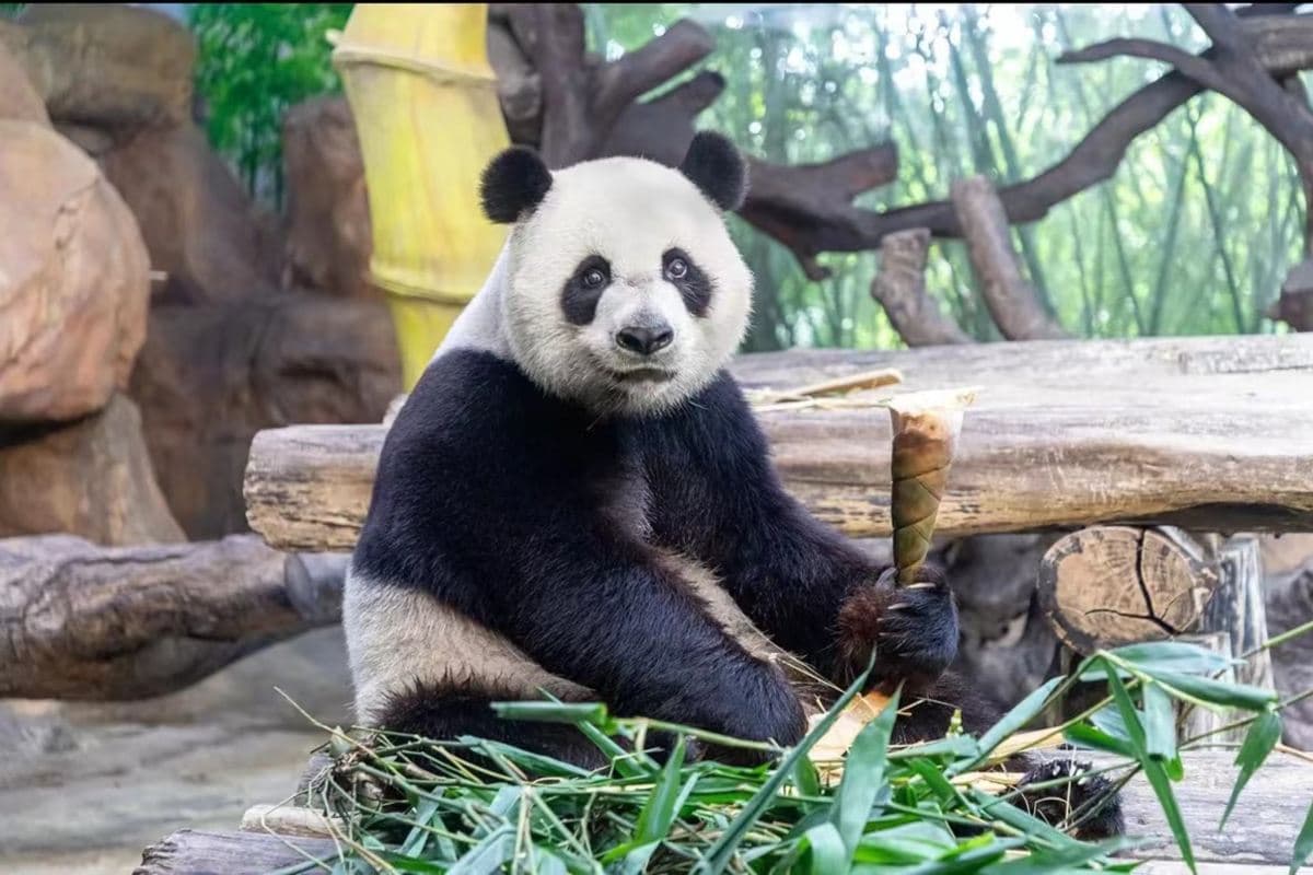 廣州+佛山3天團·《重本包門票~近距離欣賞珍稀動物、廣州動物園+嶺南園林藝術館、寶墨園》（永安旅遊 旅行團）