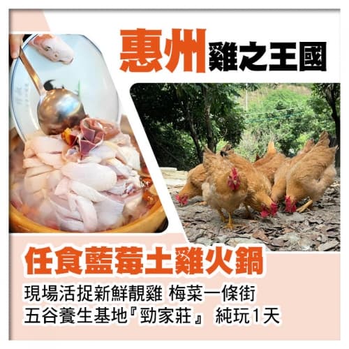 惠州雞之王國～任食藍莓土雞火鍋 現場活捉新鮮靚雞、梅菜一條街 純玩1天（關鍵旅遊 旅行團）