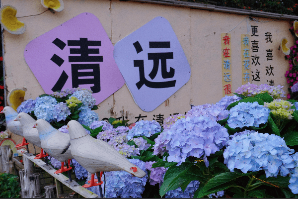 清遠小洱海『桃花湖』、花卉莊園《清遠馳名雙雞宴》純玩2天團（星晨旅遊 旅行團）
